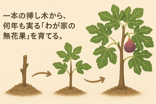 わが家の無花果 わが家の無花果